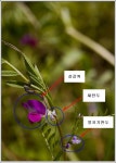 야생화 교실 - 얼치기완두/새완두 비교