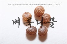 종자정보 - .