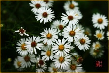 (구)식물갤러리 - 미국쑥부쟁이