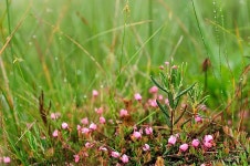 (구)식물갤러리 - 애기석남