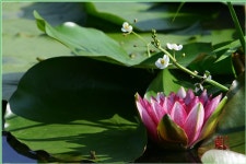 (구)식물갤러리 - 노인장대