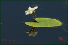 (구)식물갤러리 - 노인장대