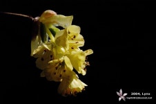 (구)식물갤러리 - 히어리