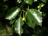 (구)식물갤러리 - 녹나무