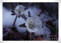 (구)식물갤러리 - 변산바람꽃
