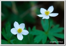 (구)식물갤러리 - 홀아비바람꽃