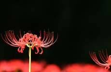 (구)식물갤러리 - 석산