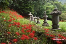 (구)식물갤러리 - 꽃무릇