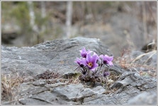 (구)식물갤러리 - 동강할미꽃
