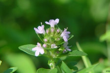 (구)식물갤러리 - 섬백리향