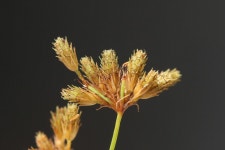 (구)식물갤러리 - 밭하늘지기