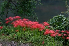 (구)식물갤러리 - 꽃무릇