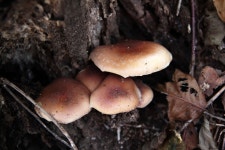 (구)식물갤러리 - 개암나무