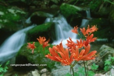 (구)식물갤러리 - 백양꽃