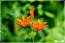 (구)식물갤러리 - 하늘나리