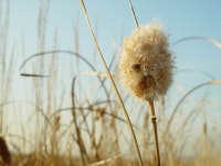 (구)식물갤러리 - 부들