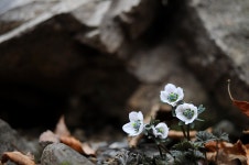(구)식물갤러리 - 변산바람꽃