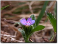 (구)식물갤러리 - 반디지치