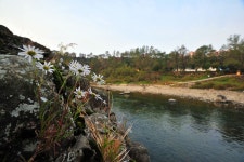 (구)식물갤러리 - 포천구절초