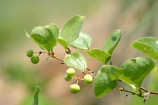 (구)식물갤러리 - 청미래덩굴