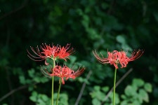 (구)식물갤러리 - 석산