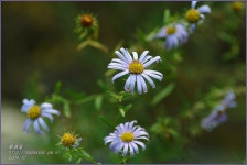 (구)식물갤러리 - 쑥부쟁이