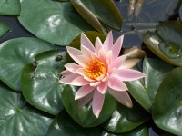 (구)식물갤러리 - 수련