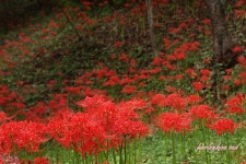 (구)식물갤러리 - 꽃무릇