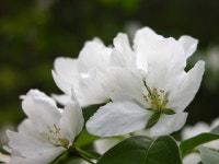 (구)식물갤러리 - 돌배나무