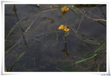 (구)식물갤러리 - 통발