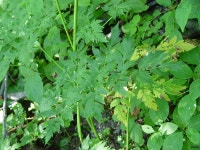 (구)식물갤러리 - 섬바디