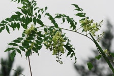 (구)식물갤러리 - 애기등