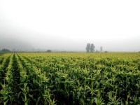 원예식물 - happy700 corn