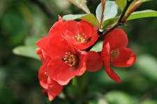 원예식물 - 명자꽃