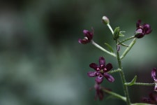 (구)식물갤러리 - 여로