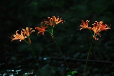 (구)식물갤러리 - 백양꽃