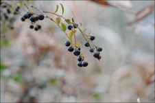 (구)식물갤러리 - 정금나무