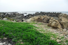 (구)식물갤러리 - 갯완두