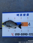(감성돔) 통영 박프로호 어초흘림 조황입니다!!