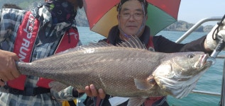 6/20(2물) 격포 남부스타호 메다급 99.5cm, 98cm 포함 민어 조황입니다!!!