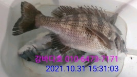 강바다호) 고성내만권 감성돔 갯바위 조황입니다!