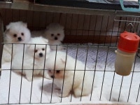 애완견 스피츠 책임분양합니다 - 장흥군 애완견 스피츠 책임분양합니다