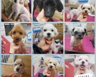 ■■미용사진■■안양농협맞은편●개팔자상팔자 ●애견미용샵● - 장흥군 ■■미용사진■■안양농협맞은편●개팔자상팔자 ●애견미용샵●