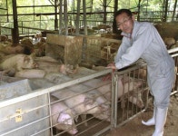 Shizuoka farm plies its pigs with green tea instead of water | The Japan Times