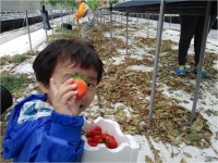 김제북초  새콤딜콤  싱싱한 딸기밭 체험 사진 크게 보기