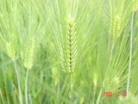 ≪ 보리(대맥) 무엇인가?