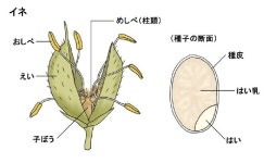≪ 벼(쌀) 무엇인가?