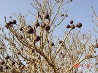 ≪ 천선과나무 무엇인가?