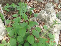 ≪ 꼭두서니(천초) 무엇인가?