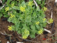 ≪ 꽃다지(정력자) 무엇인가?